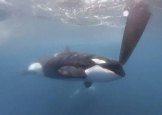 Orkas cilvēkiem dāvina beigtus dzīvniekus – bet kāpēc?