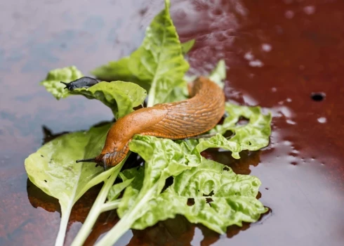 Ko darīt, kad dārzā uzrodas Spānijas kailgliemezis?