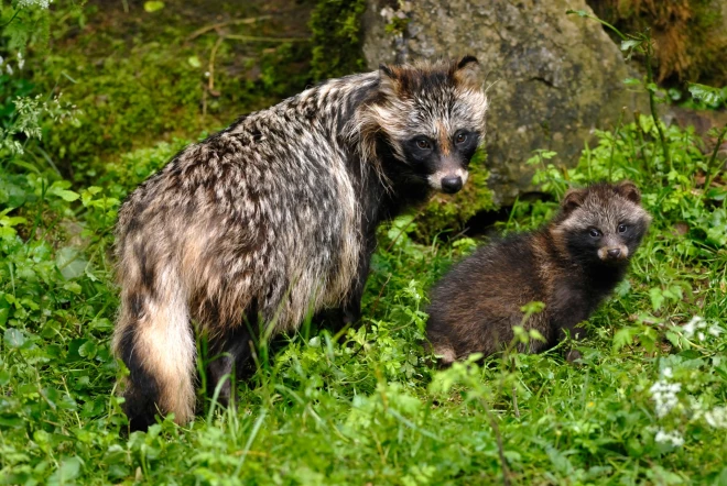 Latvijā pirmo reizi jenotsuns fiksēts 1943. gadā.