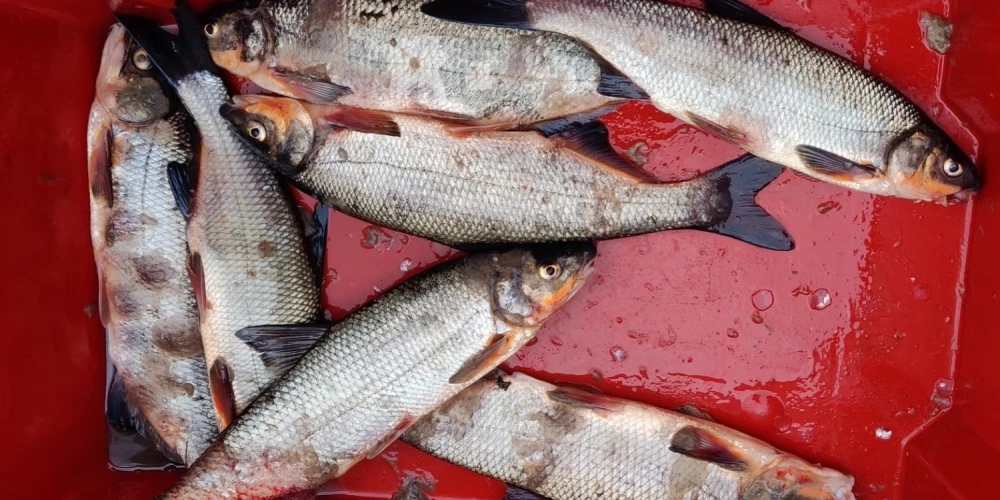 Zivju bojāeju Ventā izraisījusi vairāku faktoru kombinācija. 