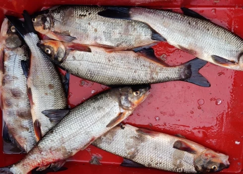 Zivju bojāeju Ventā izraisījusi vairāku faktoru kombinācija.