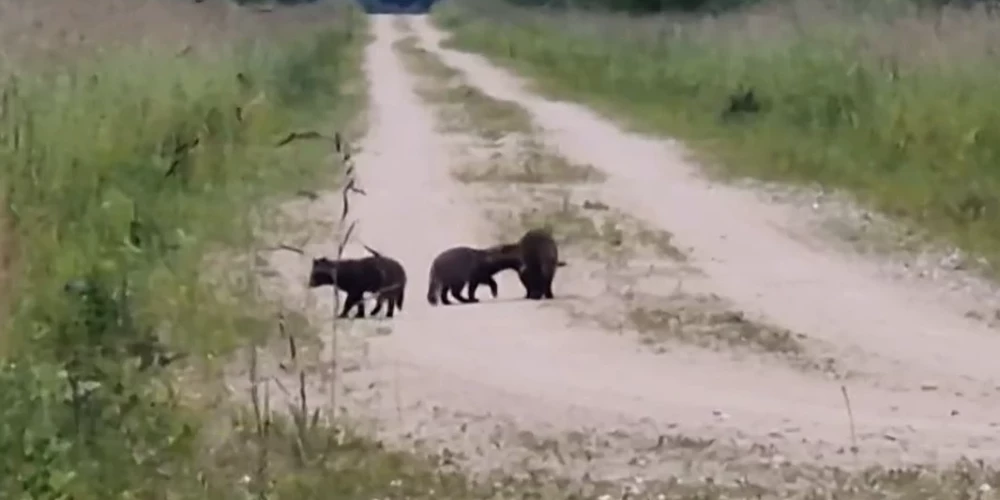 Mežierīcības meistars Uldis Dzērve video iemūžinājis, kā rotaļīgā vasaras pastaigā devušies jenotsuņu mazuļi.