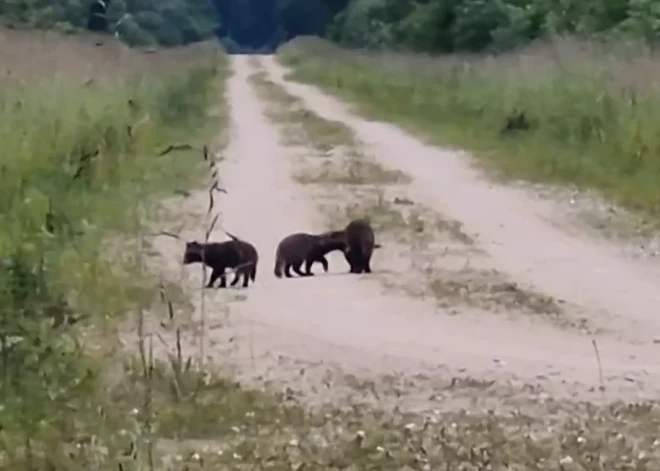 Jenotsuņu amizantā pastaiga Vidusdaugavas mežniecībā. VIDEO