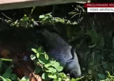 Virpuļviesulis Preiļos “nolaiž" zivis no gaisa? Iedzīvotājs dārzā atrod vairāk nekā 20 zivis