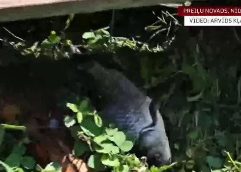 Neparasts atklājums Preiļu novadā.