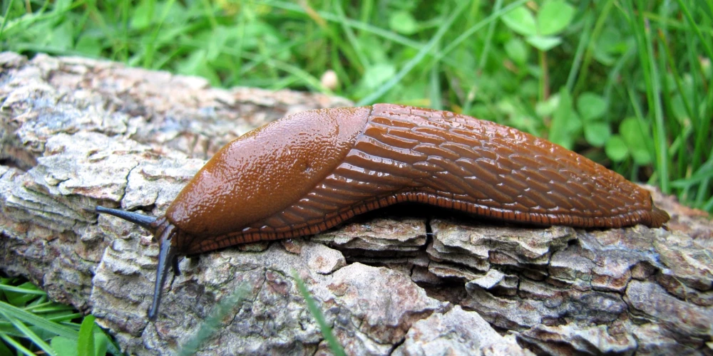 Spānijas kailgliemezis "Arion lusitanicus".