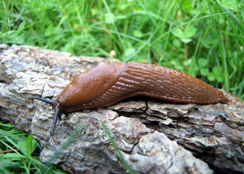 Spānijas kailgliemezis "Arion lusitanicus".