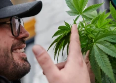 Čehijā legalizēta marihuānas lietošana un audzēšana personiskām vajadzībām