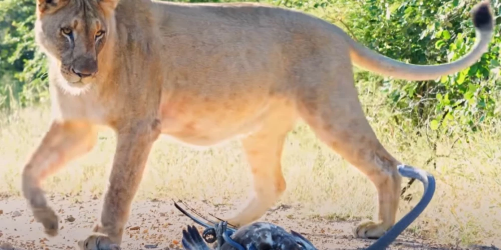 Lauvas un mambas episka cīņa (ekrānuzņēmums no video)