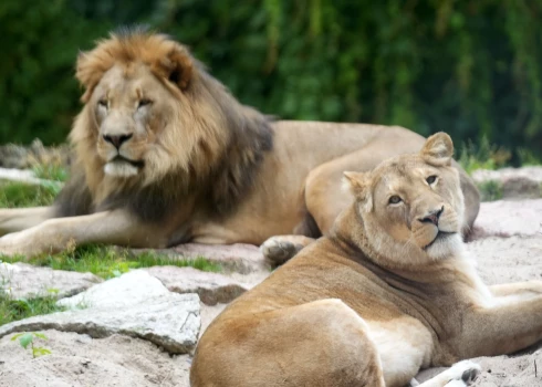 Lauvas Rīgas Zooloģiskajā dārzā.