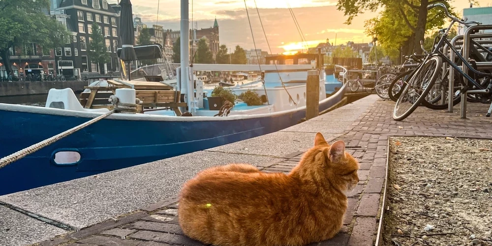 Качество жизни у амстердамских котов теперь значительно повысится.
