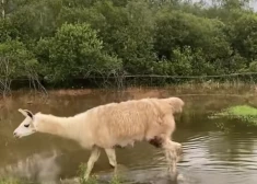 “Mēs slīkstam!” – stipras lietavas appludina „JuRita” mini ZOO, dzīvnieki evakuēti