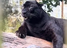 "Ar viņu viss ir kārtībā" – Malaizijas zoodārza darbinieki aizstāv populārā "pārbarotā" melnā leopardā aprūpi