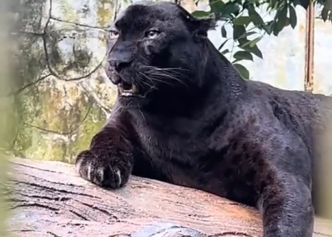 "Ar viņu viss ir kārtībā" – Malaizijas zoodārza darbinieki aizstāv populārā "pārbarotā" melnā leopardā aprūpi