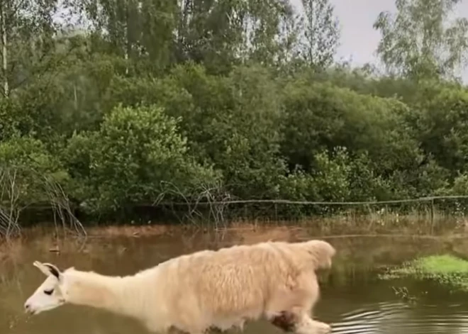 Tikai dažu stundu laikā nelielā Stropicas upīte pārvērtusies par spēcīgu straumi, appludinot vairākus aplokus un arī trušu būrus "JuRita" mini ZOO teritorijā.