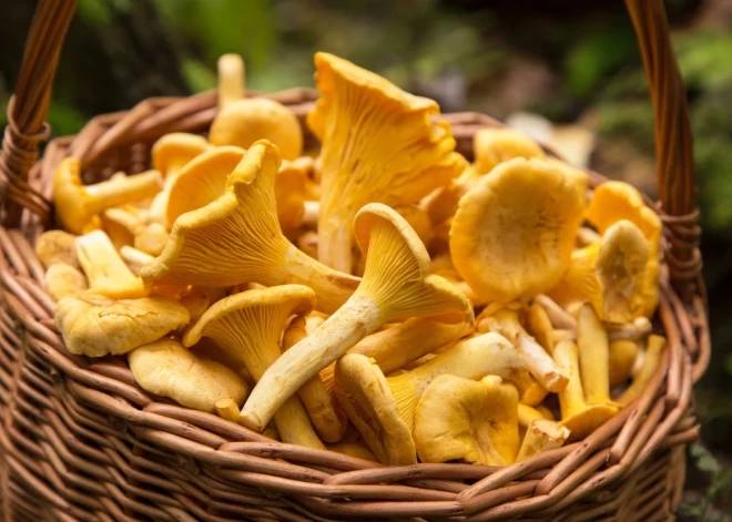 Пожилые собирают, молодежь покупает: в этом году лисички - по доступной цене для каждого