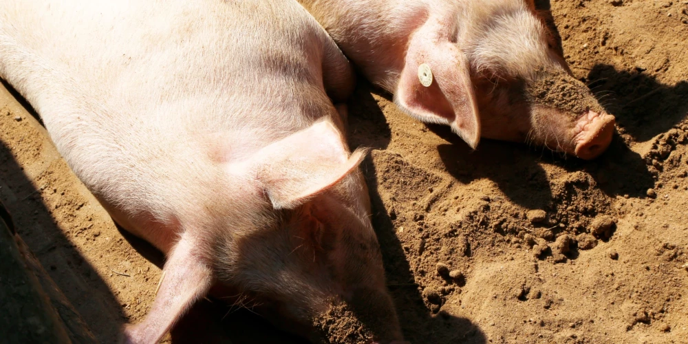 Lielākais drauds mājas cūku veselībai ir meža cūkas. 