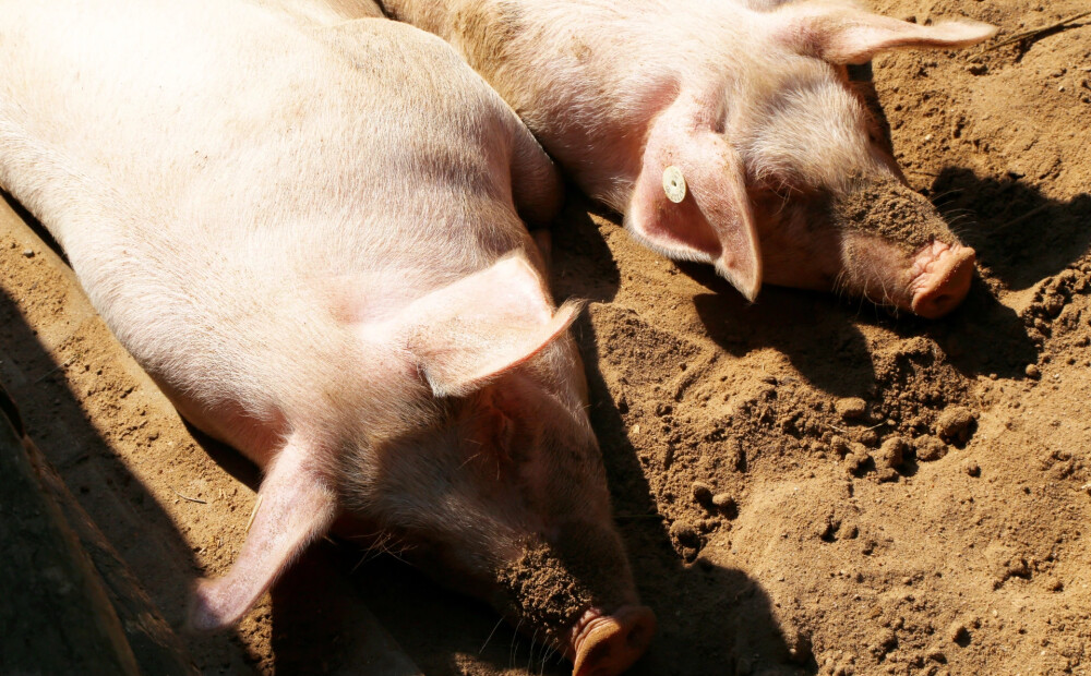 Latvijā konstatēts šogad trešais Āfrikas cūku mēra uzliesmojums mājas cūku novietnē