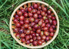 Citādi konservētas jāņogas, upenes un ērkšķogas