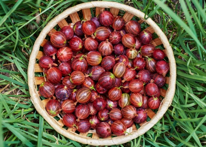 Citādi konservētas jāņogas, upenes un ērkšķogas