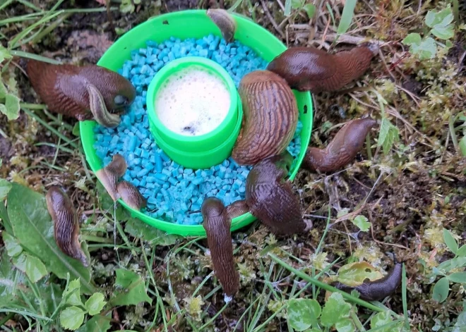 Kā nezaudēt kailgliemežiem kaujā par savu dārzu? Praktiski padomi, kā cīnīties ar nelūgtajiem viesiem