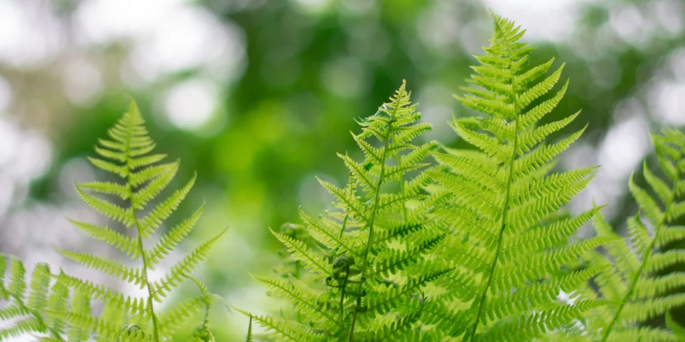 Cilvēks augus nedzird, taču Izraēlas pētnieki pieļauj, ka dzīvnieki, iespējams, dzird. (Foto: Shutterstock)