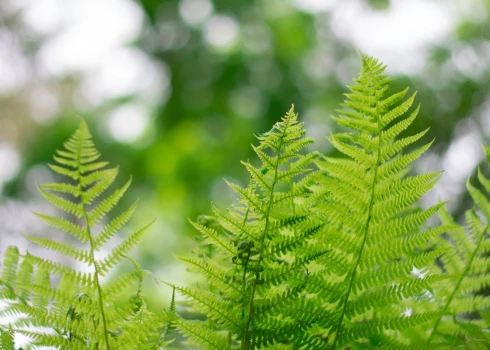 Cilvēks augus nedzird, taču Izraēlas pētnieki pieļauj, ka dzīvnieki, iespējams, dzird. (Foto: Shutterstock)