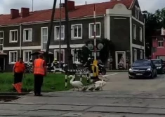 Madonā aptur satiksmi, lai gulbju ģimene var droši tikt līdz ūdenim