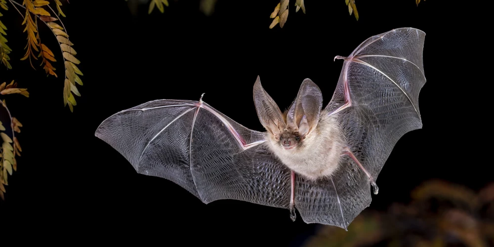 Ilustratīvs sikspārņa attēls (foto: Shutterstock)