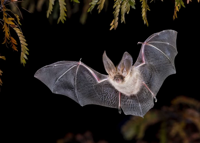 Līdz 700 eiro sods! Aizliegts traucēt sikspārņu koloniju Augšdaugavas novadā