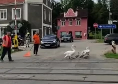 ВИДЕО: в Мадоне остановили движение, чтобы лебеди могли безопасно добраться до воды