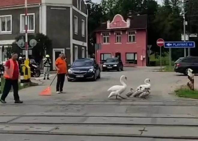 ВИДЕО: в Мадоне остановили движение, чтобы лебеди могли безопасно добраться до воды