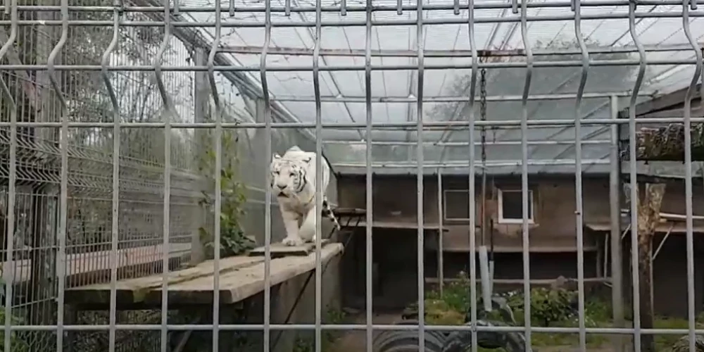 Tīģeris Klaipēdas zoodārzā (ekrānuzņēmums no video)