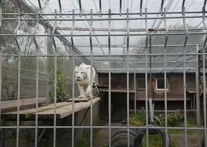 Uz laiku slēdz Klaipēdas zooloģisko dārzu. Dzīvnieki esot turēti sliktos apstākļos