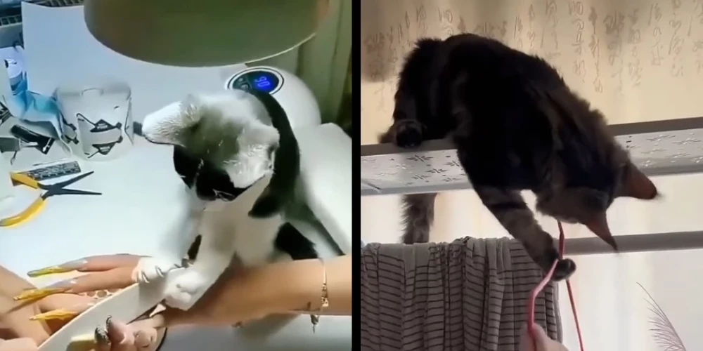 Коты могут все!