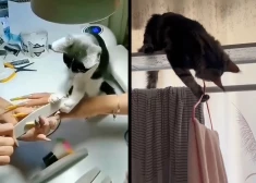 Коты стирают, моют и убирают - TikTok в восторге от видео с "хозяйственными" пушистиками