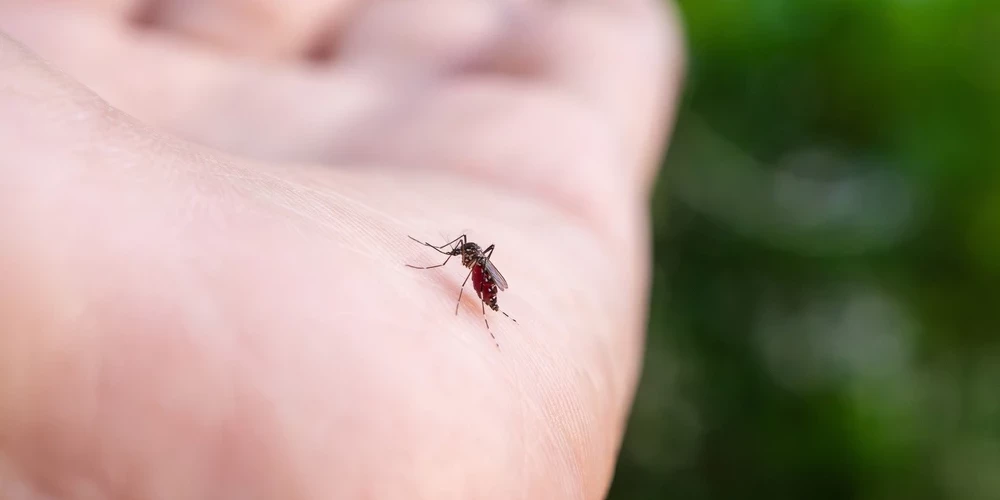 Šovasar institūts “Bior” pirmo reizi Latvijā uzsācis odu monitoringu.