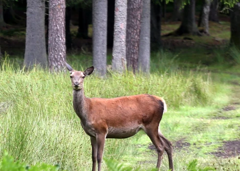 Redzot vienu dzīvnieku, jābremzē! Pa vienam pārvietojas lielākoties tikai aļņi. Mežacūkas, brieži un stirnas dzīvo barā, tāpēc, ja viens šķērso ceļu, ar vislielāko varbūtību viņam sekos vēl kāds.