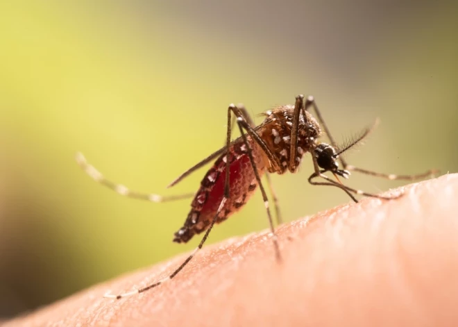 Зачем изучают комариные ножки и ржавые тельца: в Латвии впервые проводится мониторинг комаров