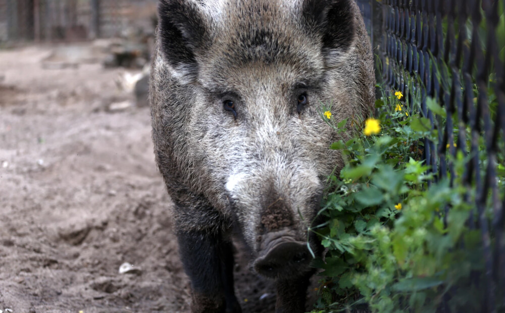 Āfrikas cūku mēris pagājušajā nedēļā konstatēts 13 mežacūkām
