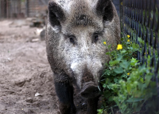 Āfrikas cūku mēris pagājušajā nedēļā konstatēts 13 mežacūkām