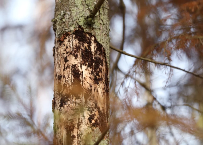 Mizgraužu savairošanās dēļ egļu mežos noteiktie ierobežojumi atcelti mēnesi agrāk