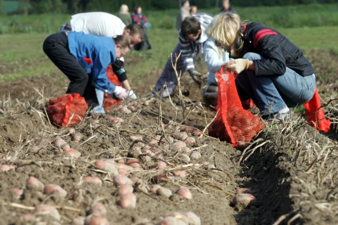 Septembrī sāksies lielās kartupeļu novākšanas talkas.