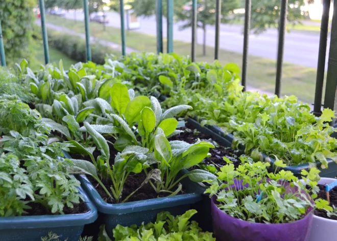 Garšaugu dārzs rudenī: audzē asinssarkanās skābenes, ziemas portulaku un zvēreni