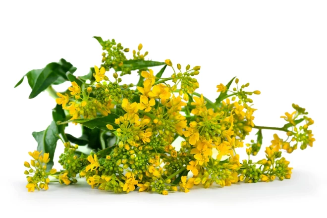 Zvērene (Barbarea vulgaris)