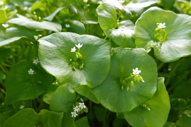 Ziemas portulaks (Montia perfoliata)