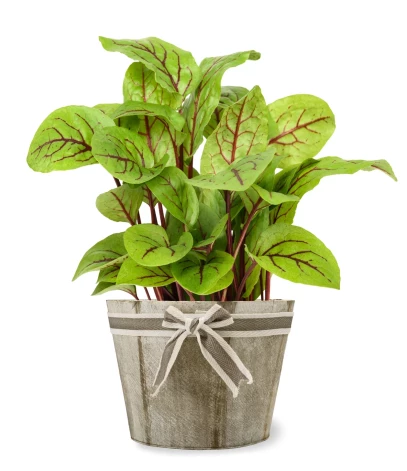 Asinssarkanās skābenes (Rumex sanguinea)