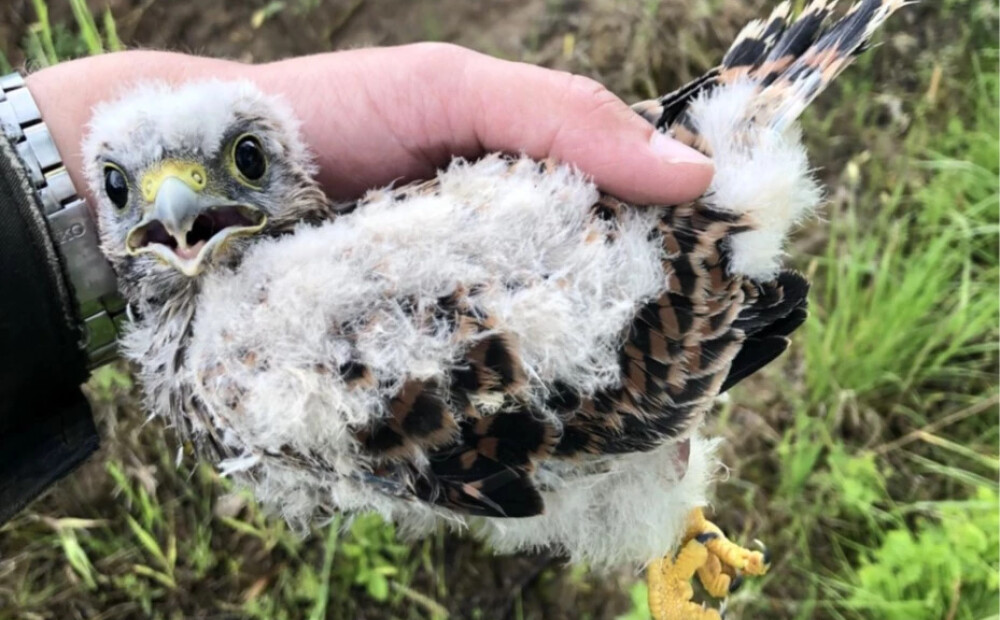 FOTO: Sarkanajā grāmatā iekļautie peļu vanadziņi iecienījuši Latvijas elektrolīniju balstos uzstādītos būrus