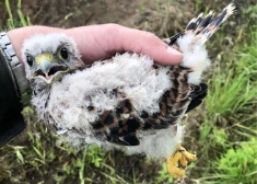 FOTO: Sarkanajā grāmatā iekļautie peļu vanadziņi iecienījuši Latvijas elektrolīniju balstos uzstādītos būrus