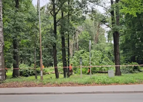 Вырубка деревьев при строительстве велодорожки уже началась.